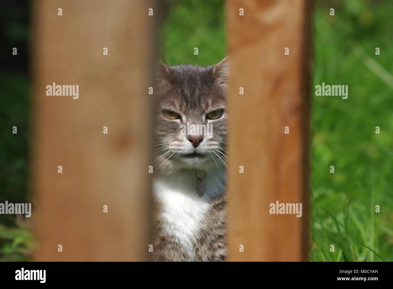 Tabby cat looking through wooden fence Stock Photo - Alamy