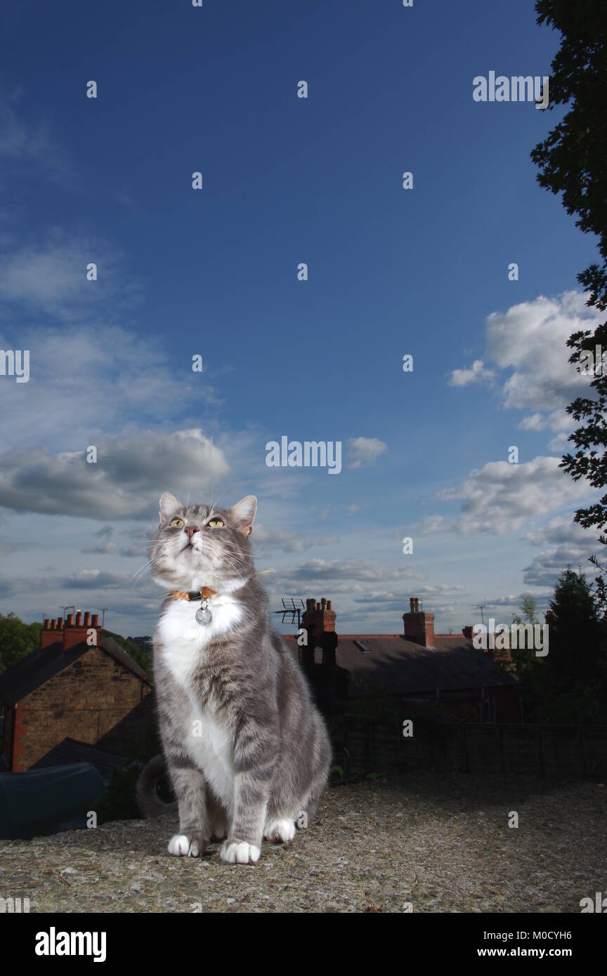 Tabby cat in garden with blue sky Stock Photo - Alamy