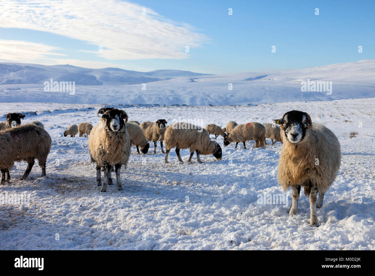 Upper Teesdale, County Durham UK. Saturday 20th January 2018. UK Weather. With a backdrop of the highest mountain in the Pennines, Cross Fell, these well insulated and hardy Swaledale sheep are given extra feed each day to help them through the cold conditions. Credit: David Forster/Alamy Live News Stock Photo