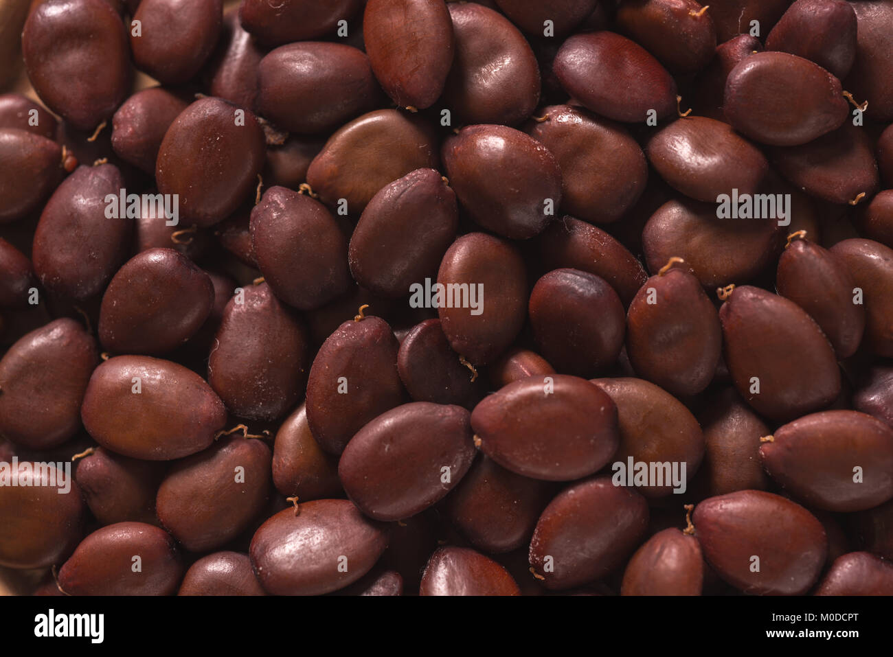 top view close up of a carob seeds carats Stock Photo