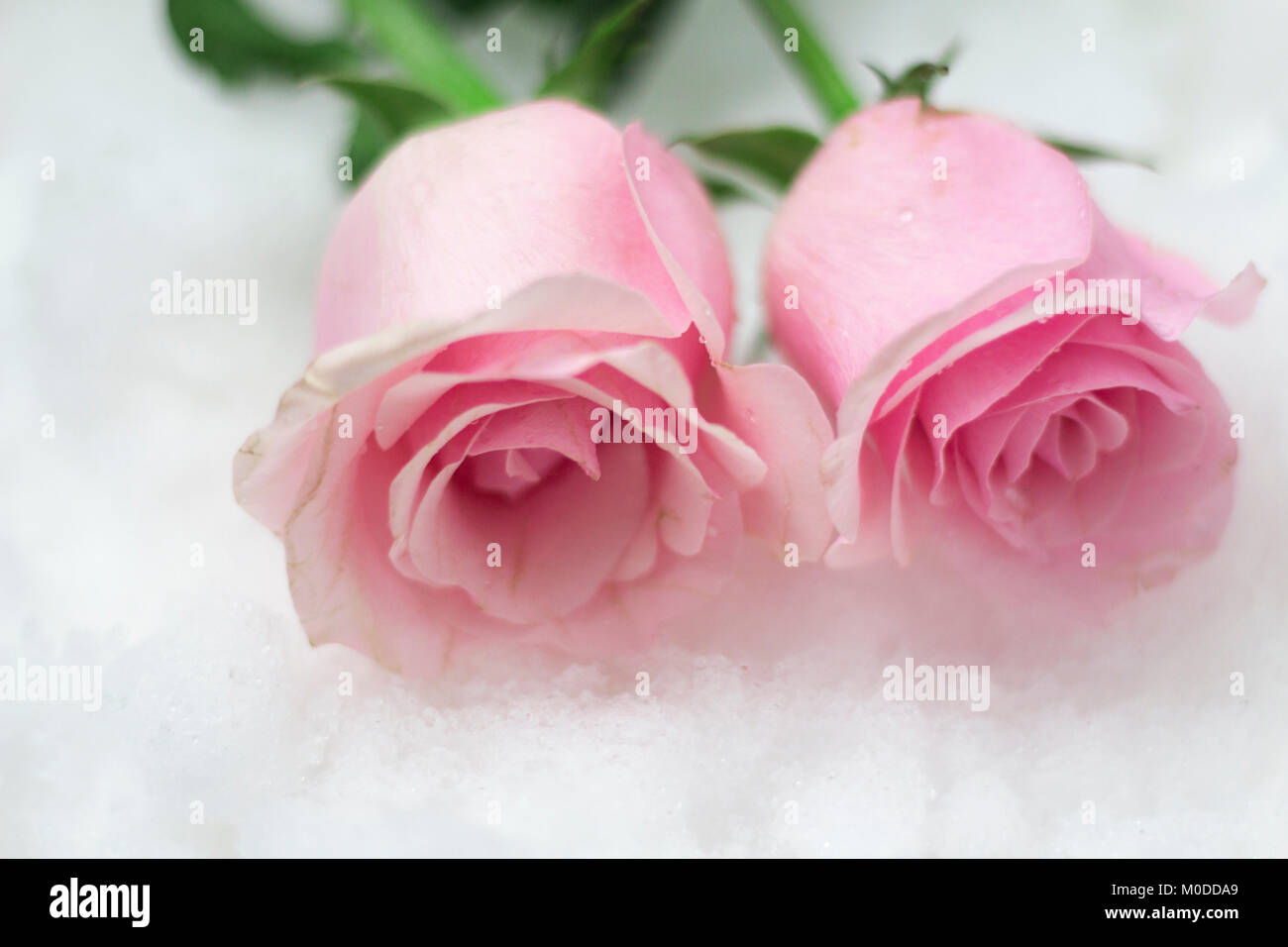 red and pink roses in ice Stock Photo Alamy