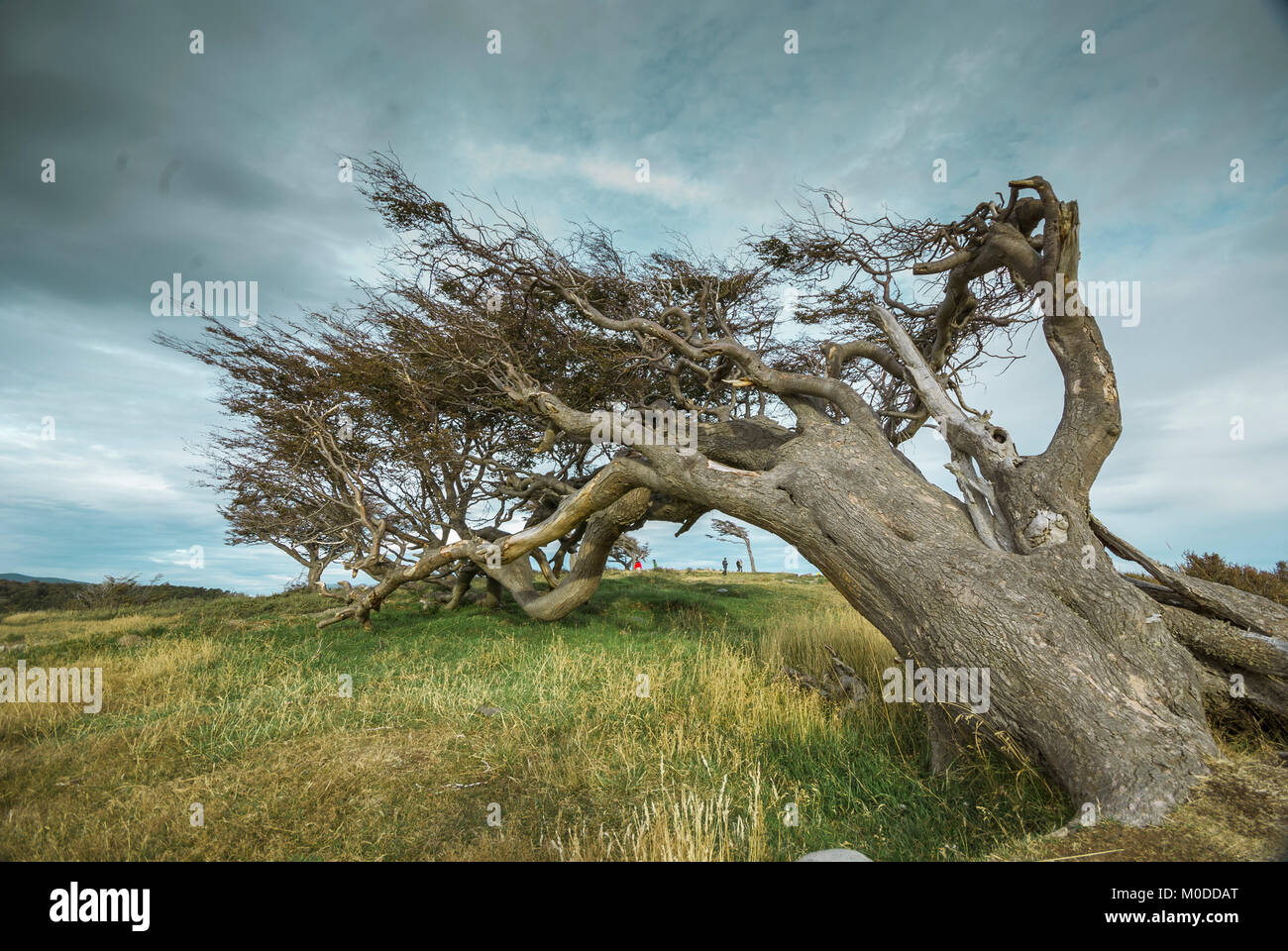 The Wind Shaped Trees In Ushuaia In Tierra Del Fuego.These permanently