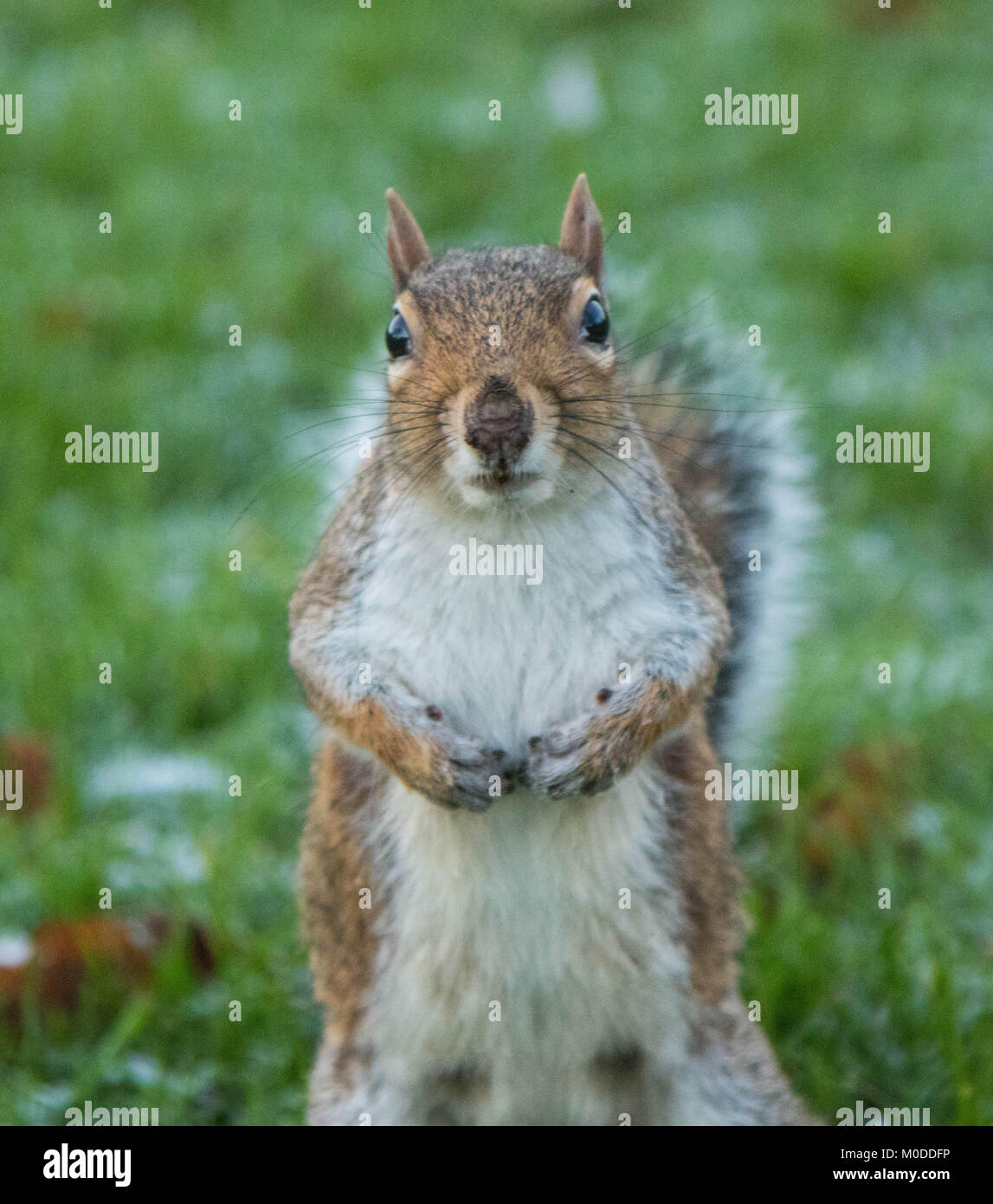 Staring squirrel hires stock photography and images Alamy