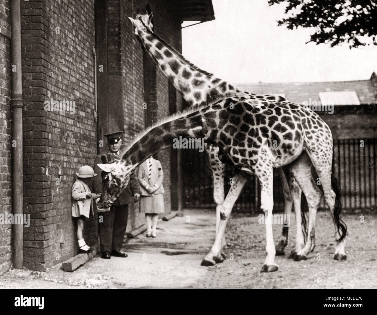 1930's press photo - feeding giraffes at London zoo. Stock Photo