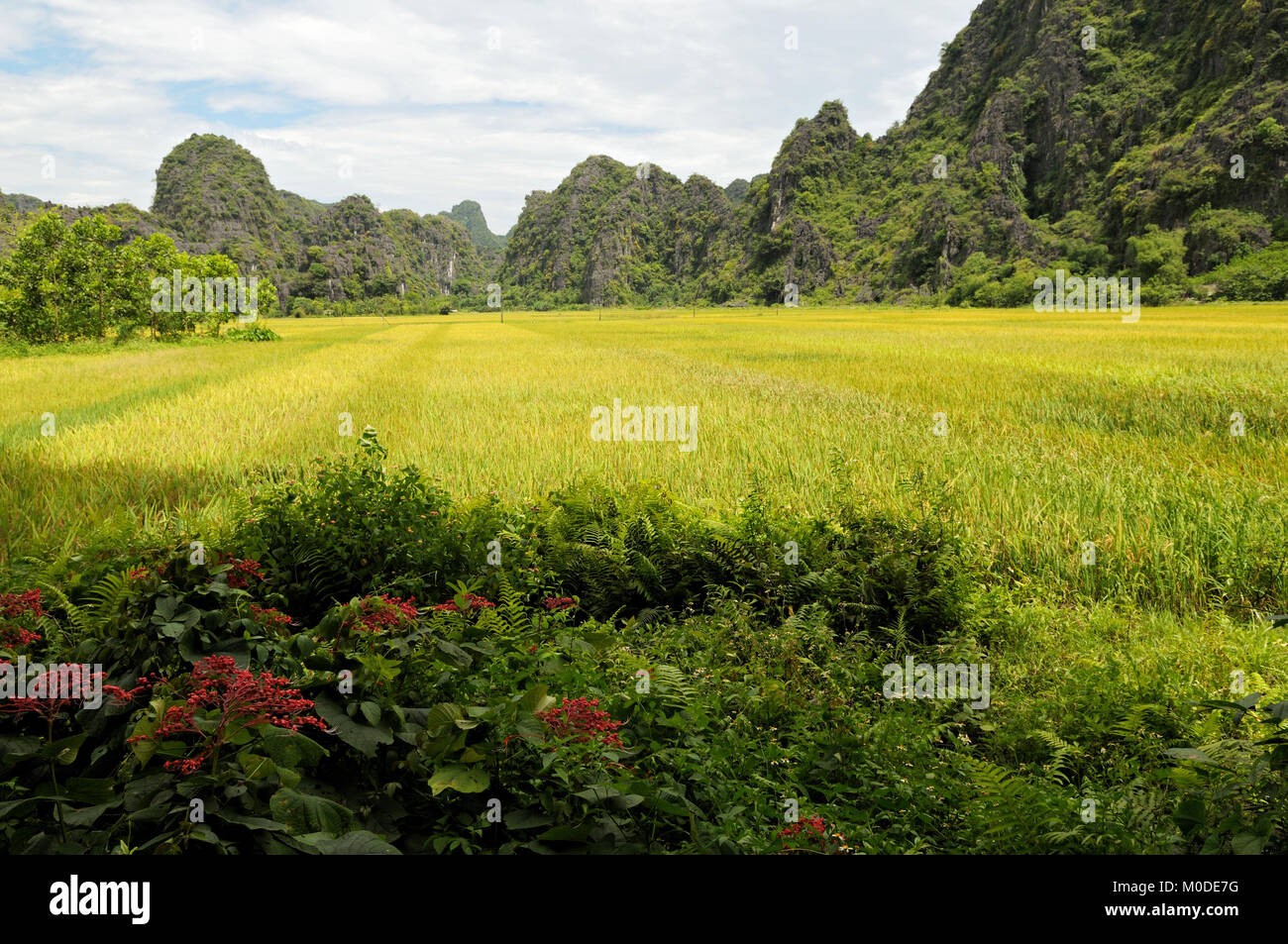 Paddy field and karst mountains in Tam Coc, Ninh Binh Province, north Vietnam Stock Photo