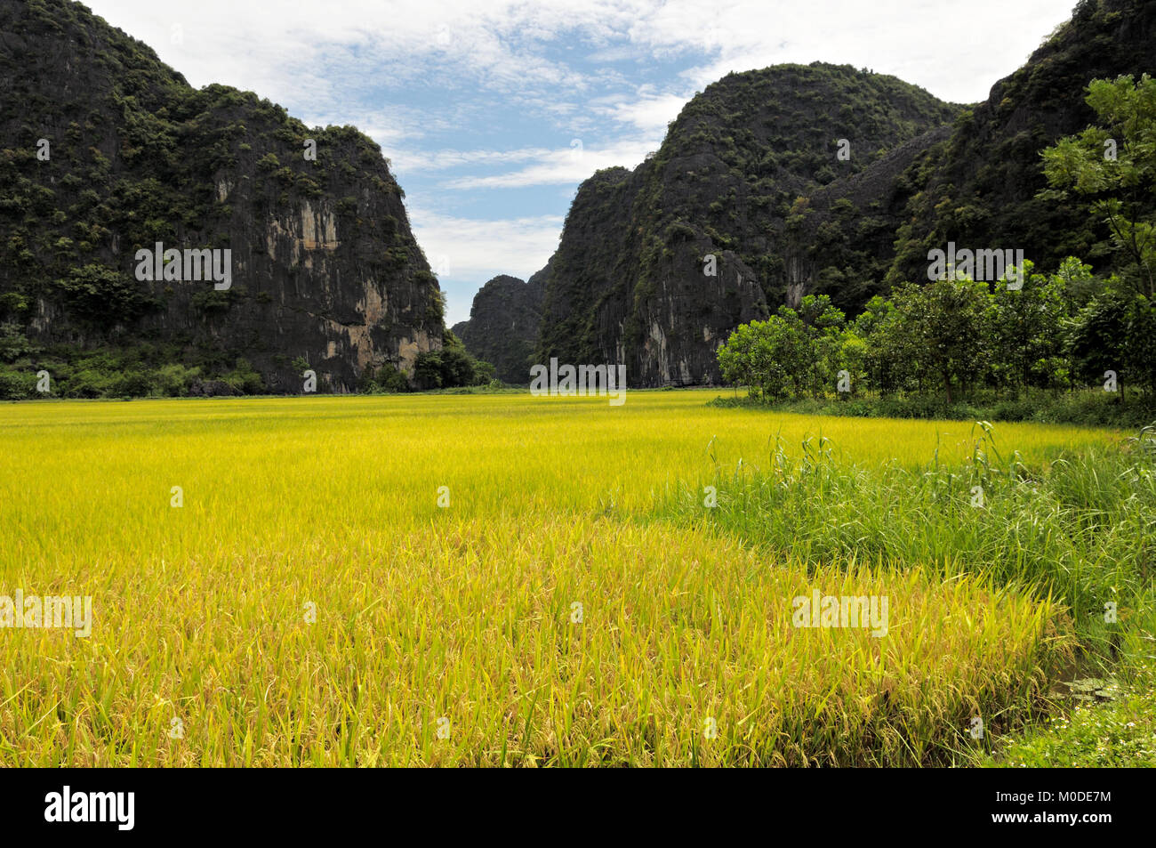Rice field and mountains in Tam Coc, Ninh Binh Province, north Vietnam Stock Photo