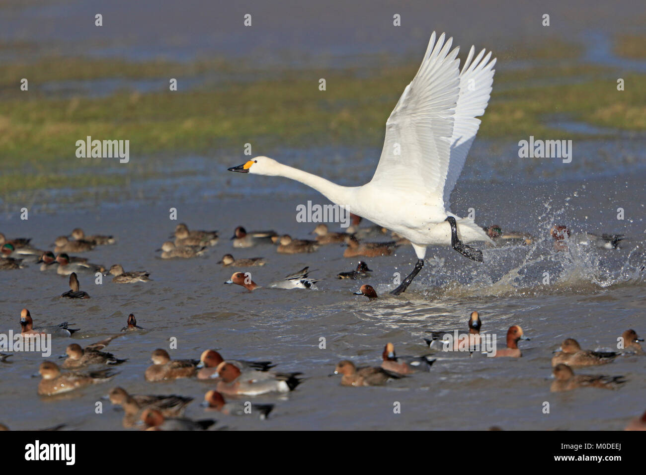 Bewick's Swan taking off from land at WWT Slimbridge UK Stock Photo