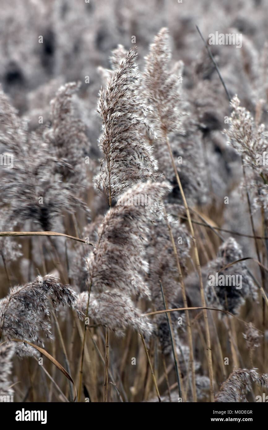Riverside bushes hires stock photography and images Alamy