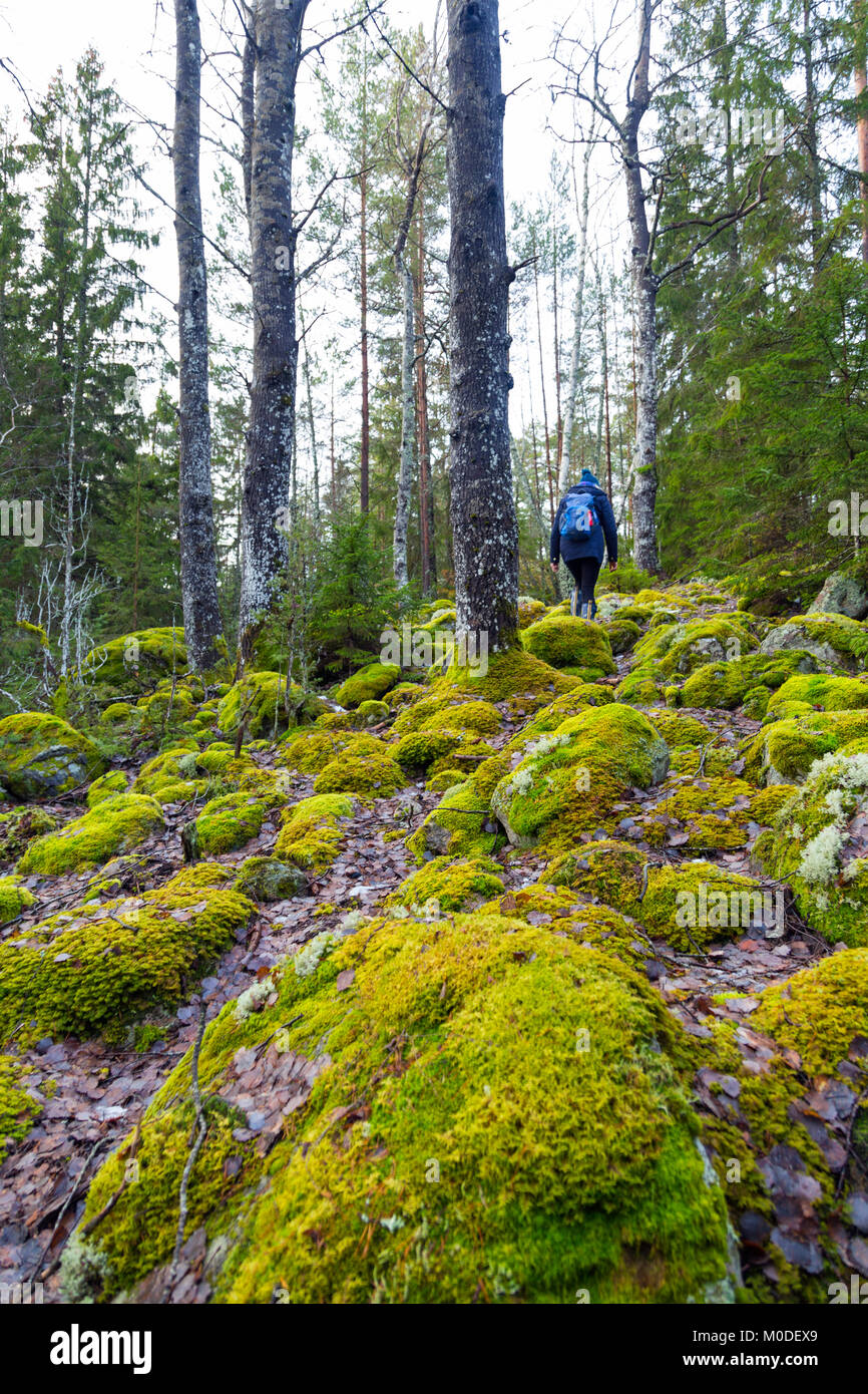Hiking in a mossy Swedish forest in winter Stock Photo