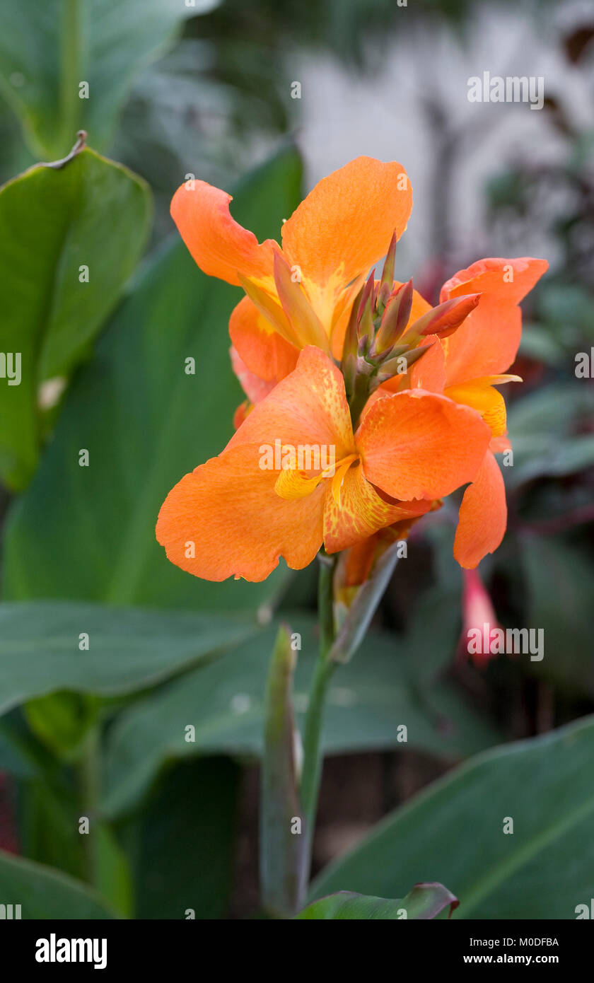 Orange Canna lily. Stock Photo