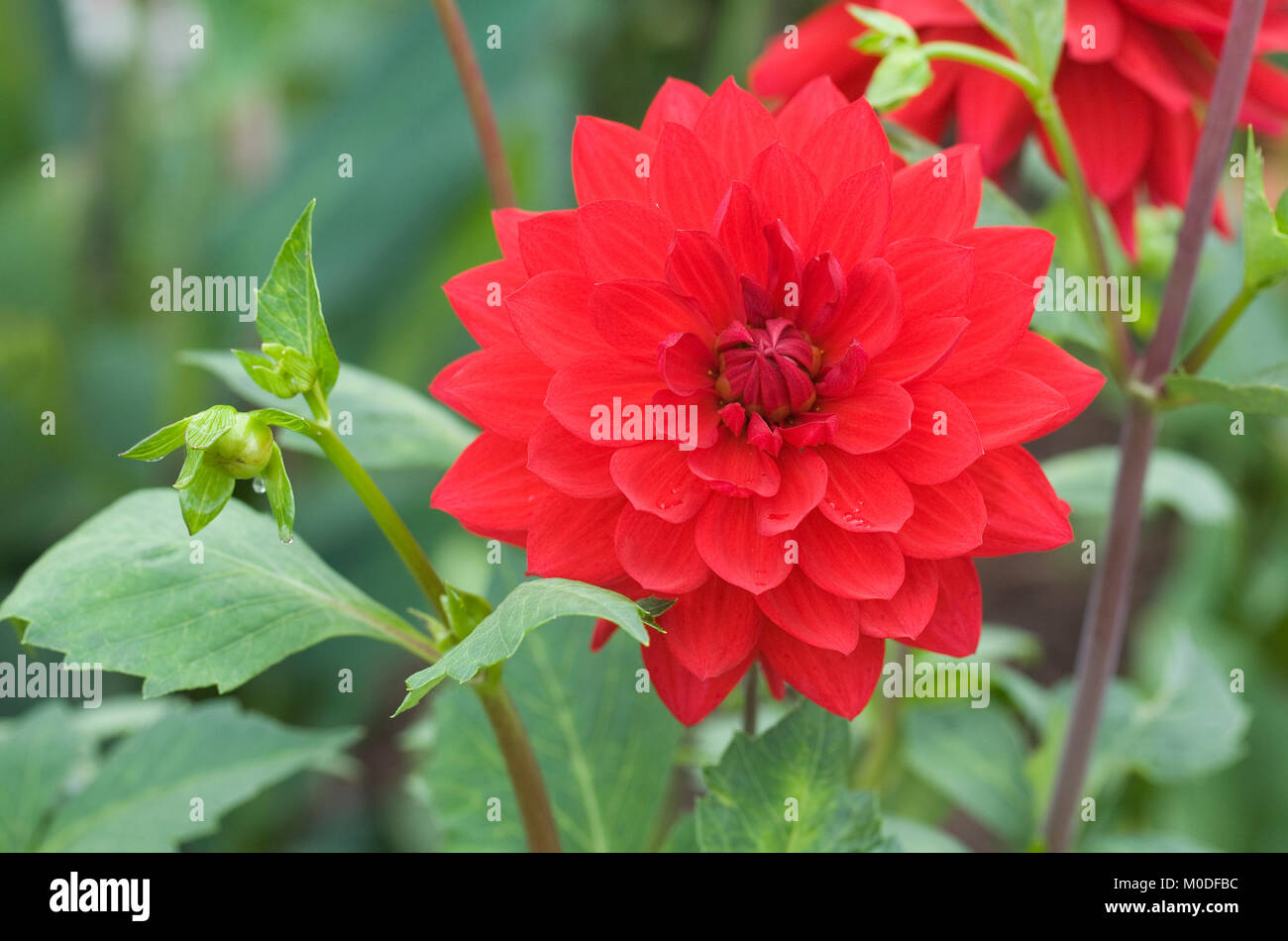 Dahlia 'Edwins Sunset' flower. Stock Photo