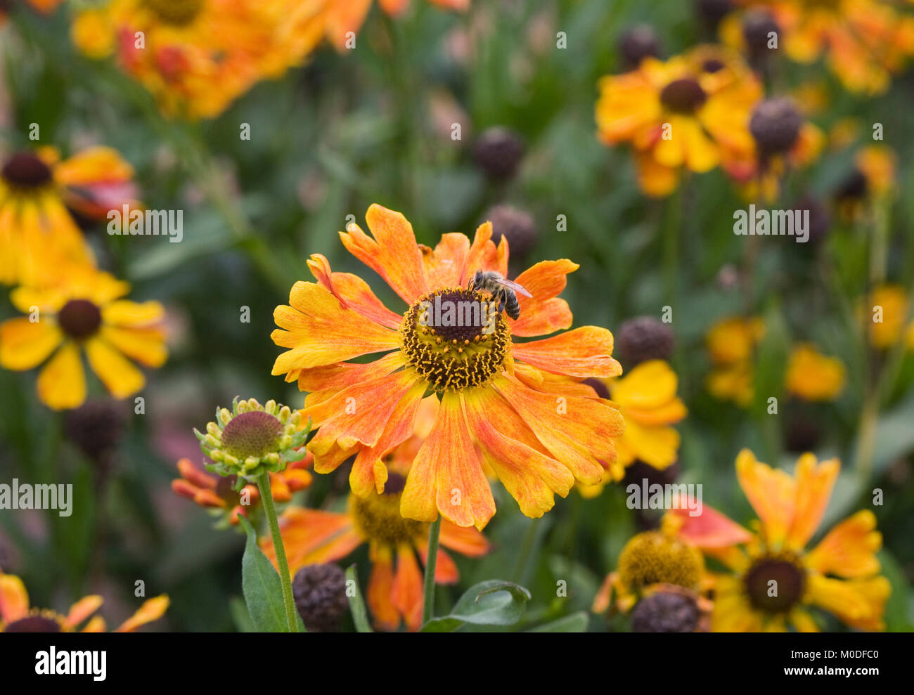 Honeybee on Helenium 'Waltraut'. Sneezeweed flowers. Stock Photo