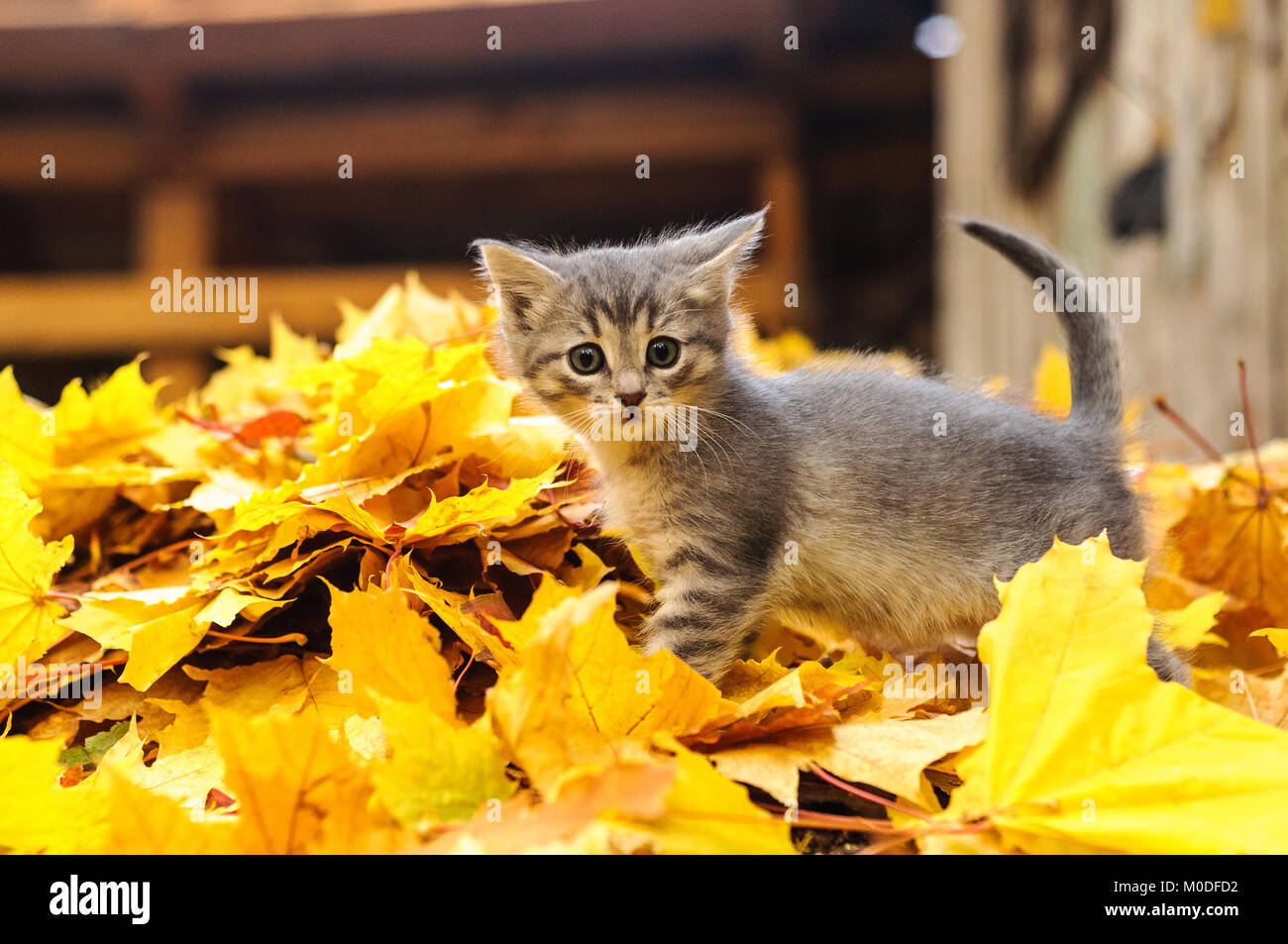 Кошки маленькие осень