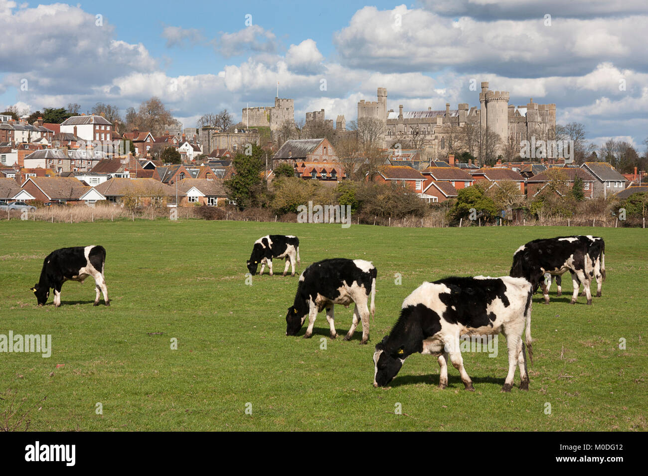 Friesian cows grazing in pasture in Arundel with the castle behind, West Sussex, England Stock Photo
