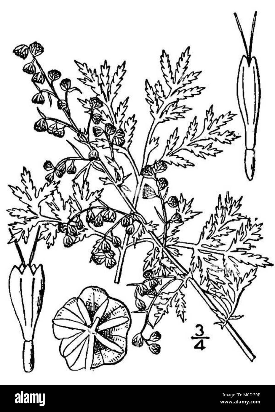 Artemisia annua Stock Photo