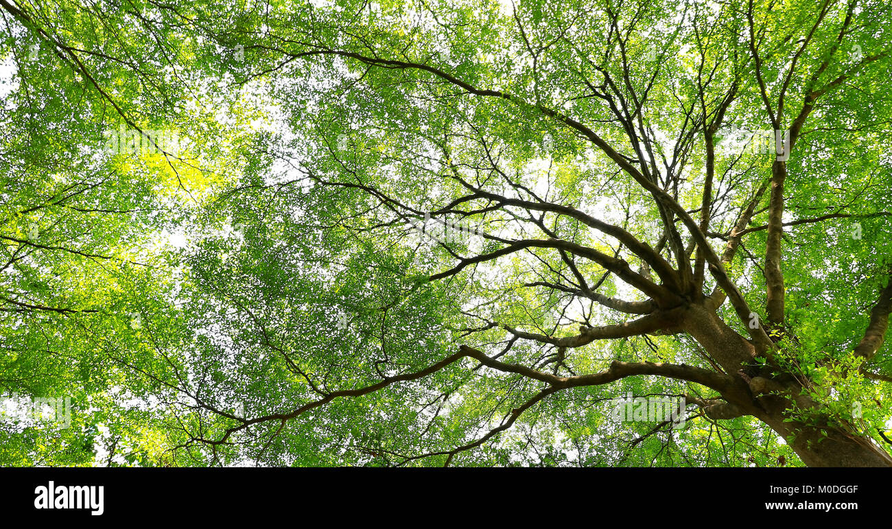 green forest background in a sunny day Stock Photo - Alamy