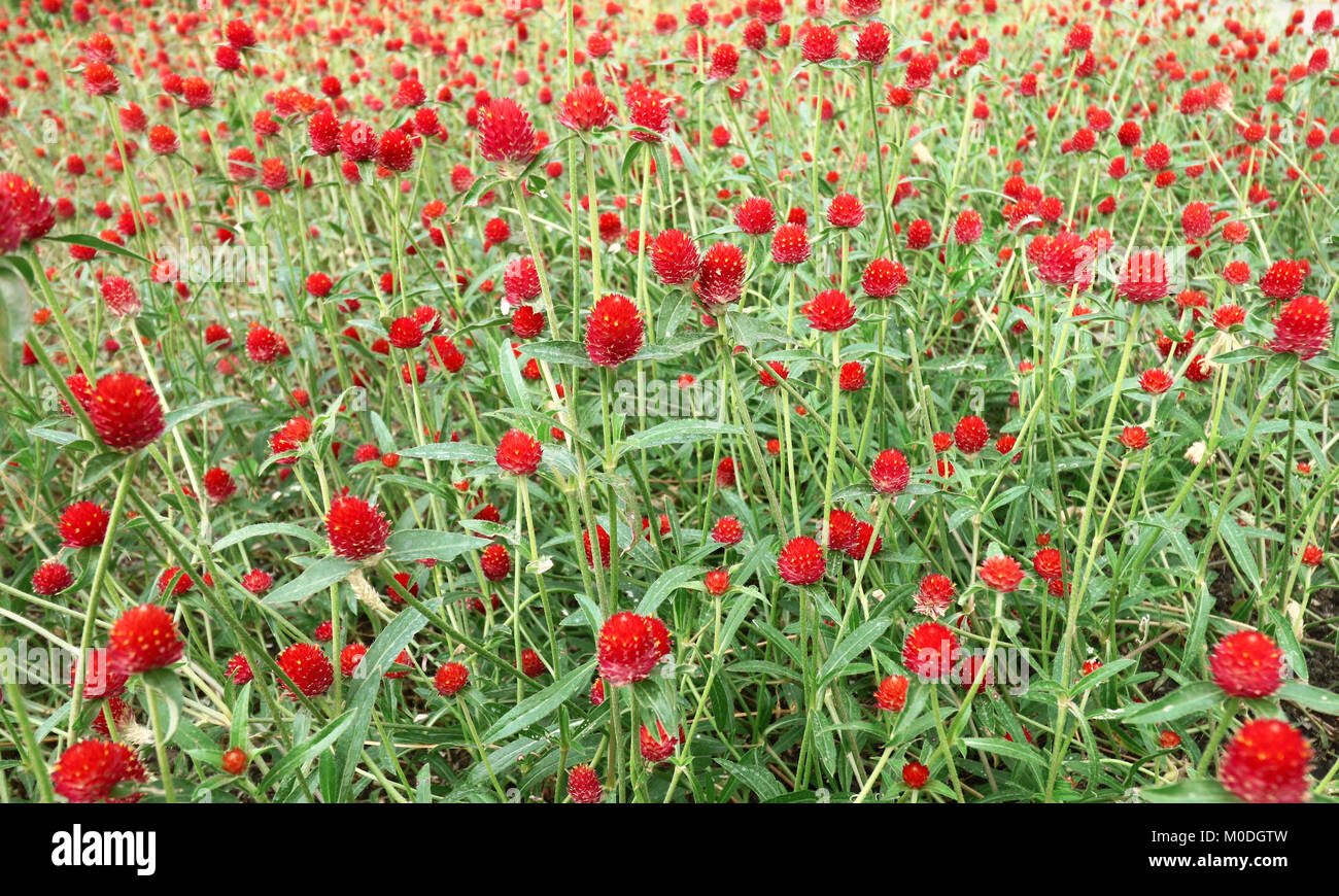 Red 'Globe Amaranth' flower (or Bachelor Button, Globe Flower) Stock Photo