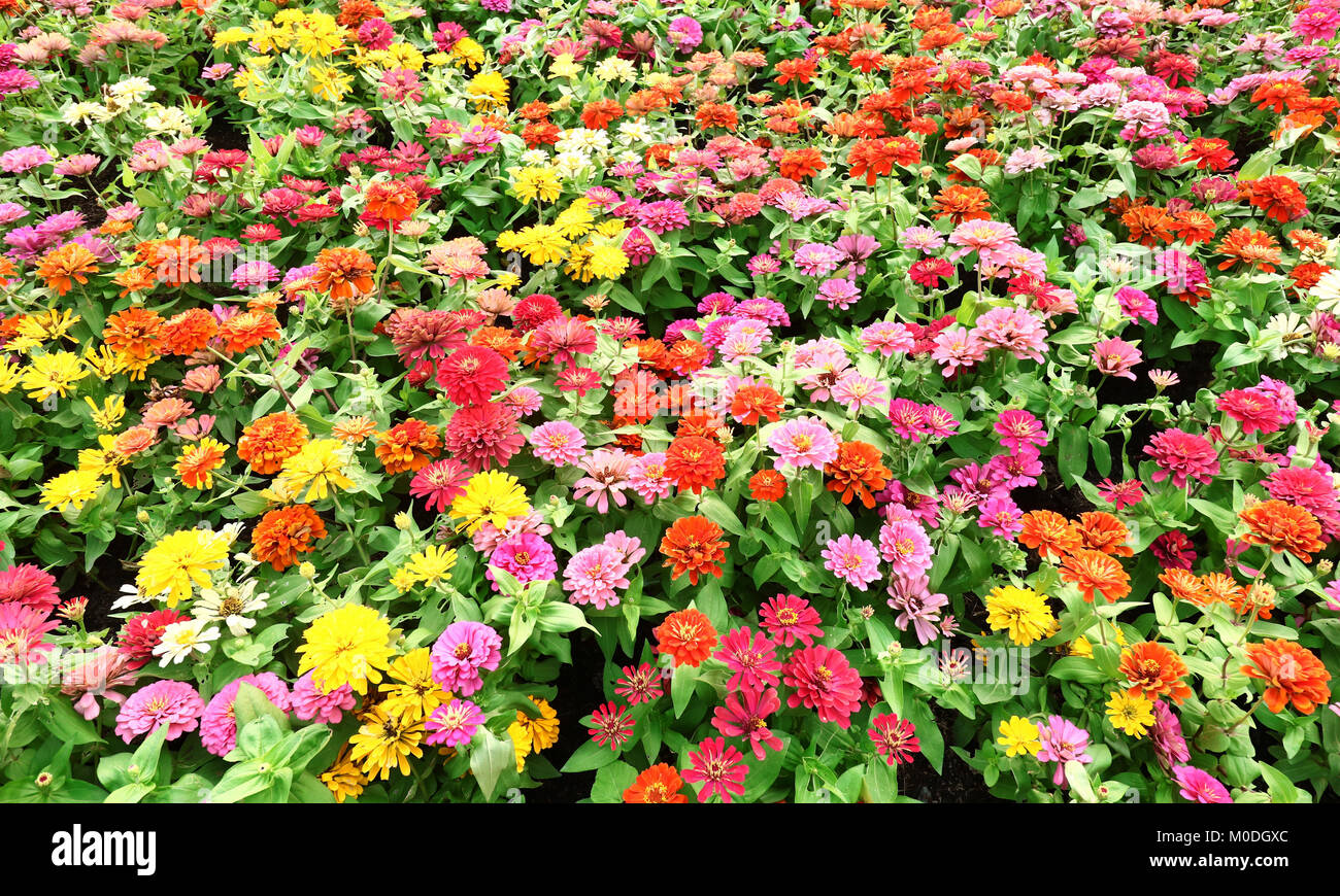 Rainbow chrysanthemum hires stock photography and images Alamy