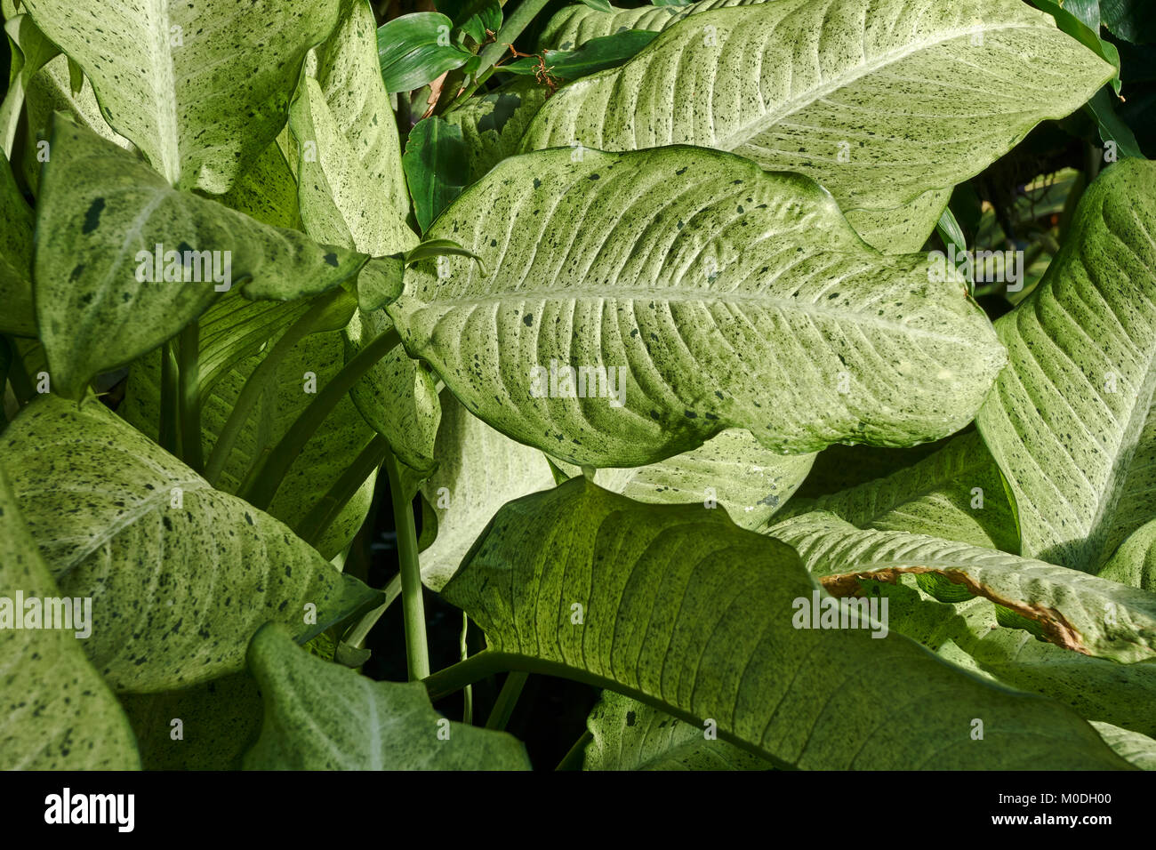 close-up of sunlight on large green leaves Stock Photo