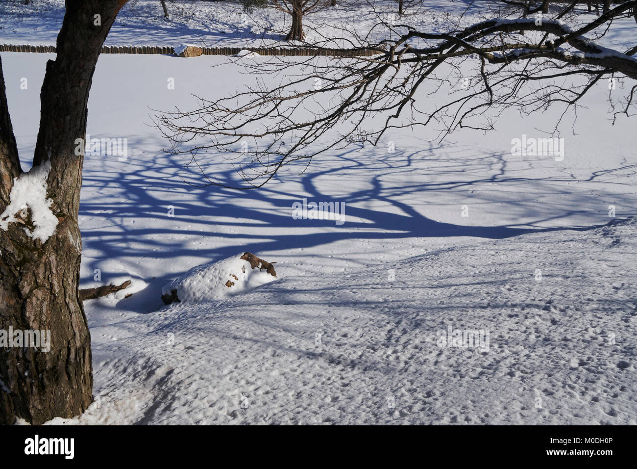 tree trunk, bare branches and shadows on a snow covered lake Stock Photo