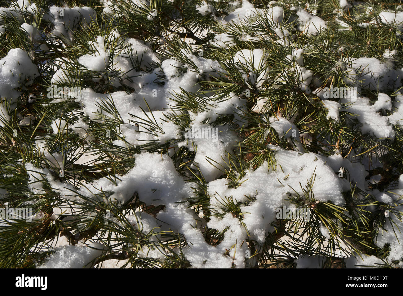 Pine trees in the snow Stock Photo