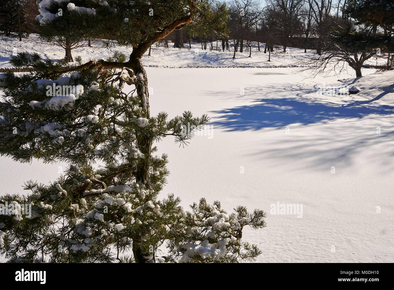 Pine trees in the snow Stock Photo - Alamy