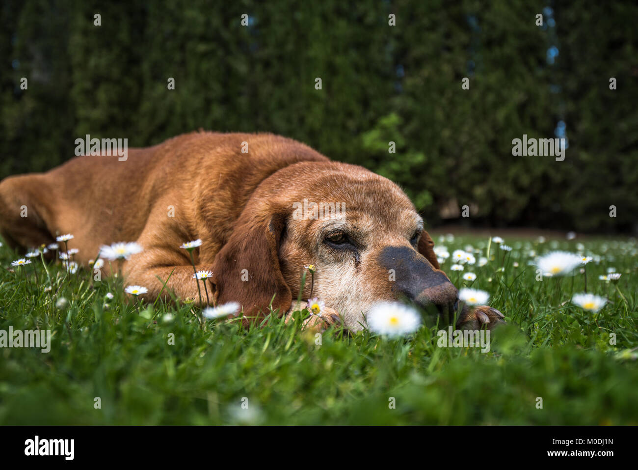 A cute dog in a chamomile field Stock Photo