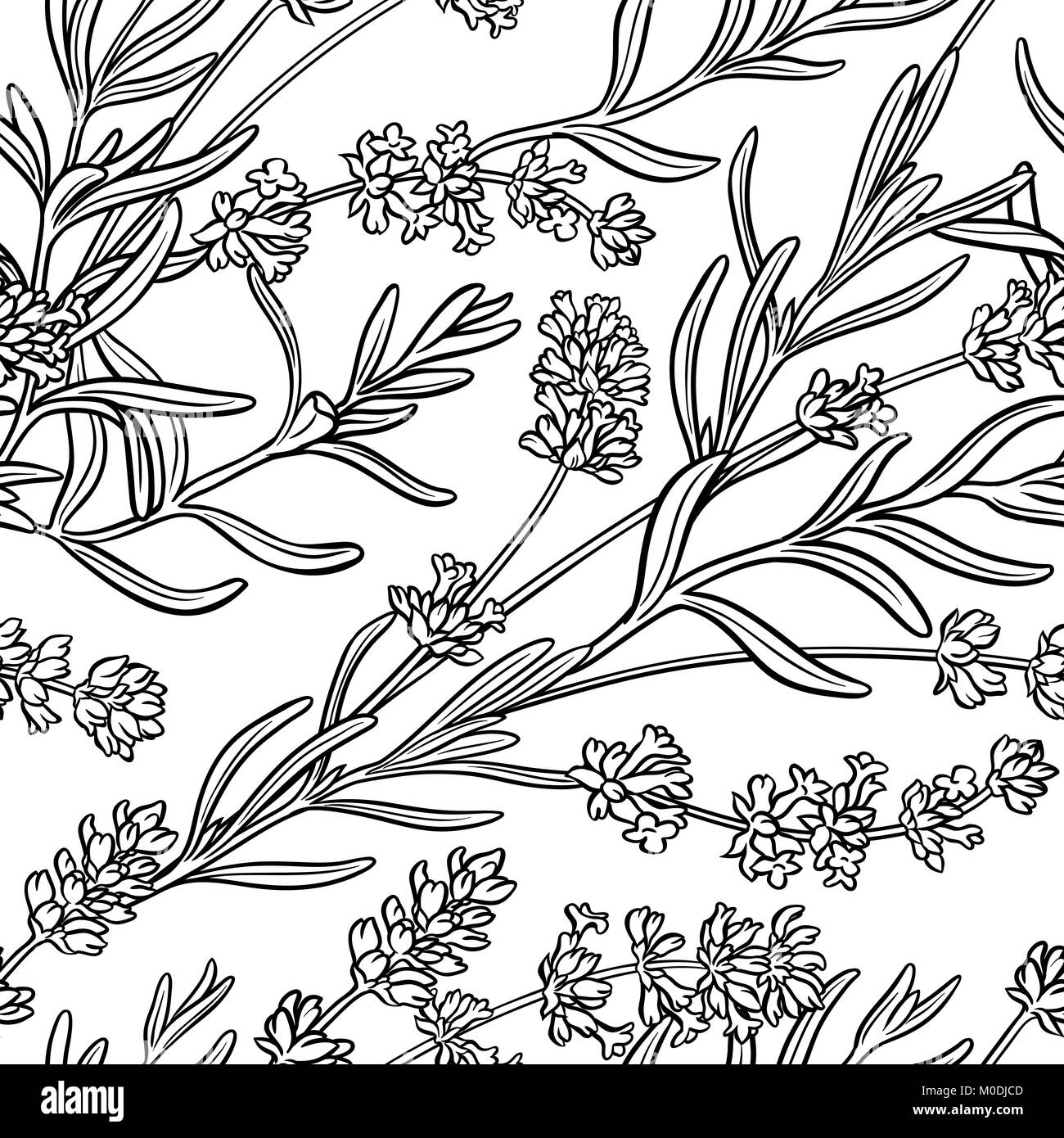 lavender herb seamless pattern on white background Stock Vector