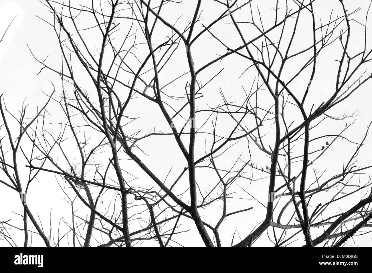 dried branches on a big tree with blue sky background Stock Photo - Alamy