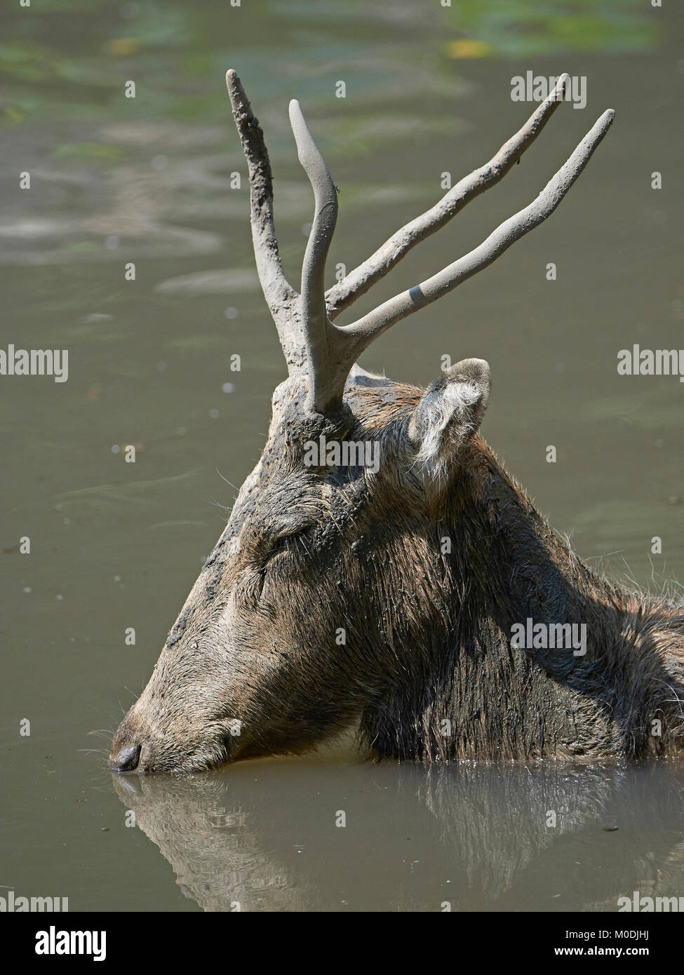 Pere Davids deer resting in water in its habitat Stock Photo