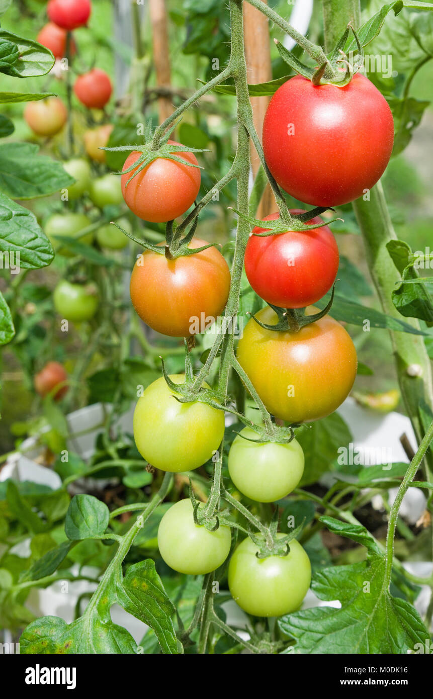 Truss of F1 Hybrid cherry tomatoes variety Pink Charmer ripening on vine in domestic greenhouse, Cumbria, England UK Stock Photo