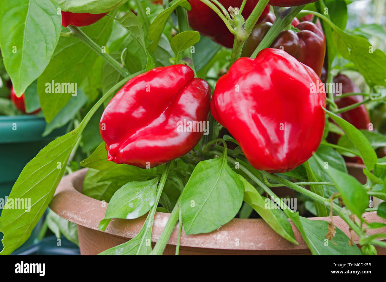 Sweet red bell peppers variety Redskin ripening in sunshine in pots in