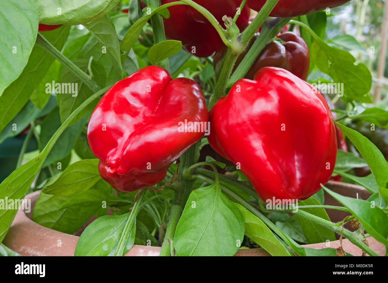 Sweet red bell peppers variety Redskin ripening in sunshine in pots in