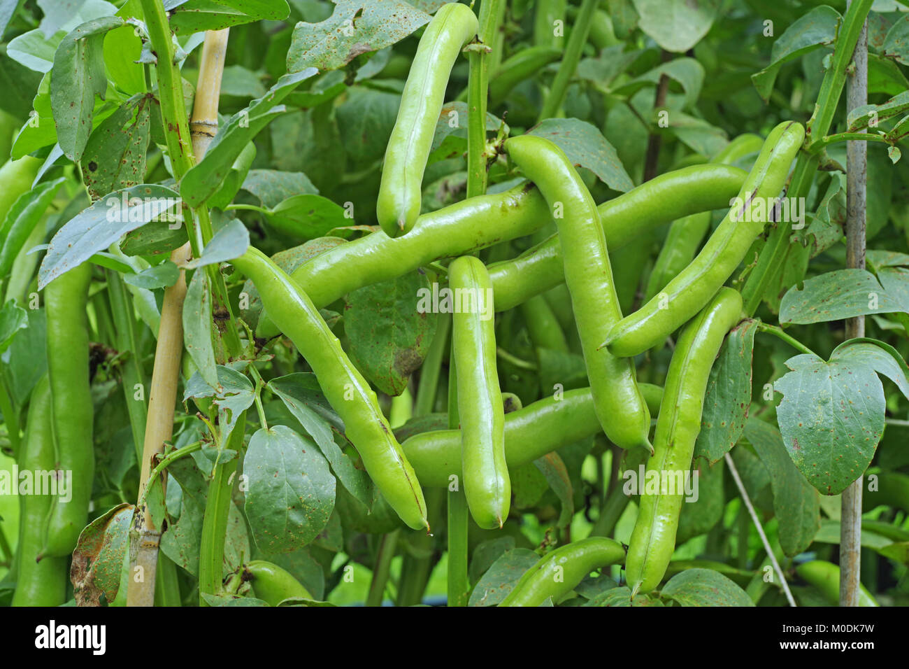 Broad beans plant hires stock photography and images Alamy