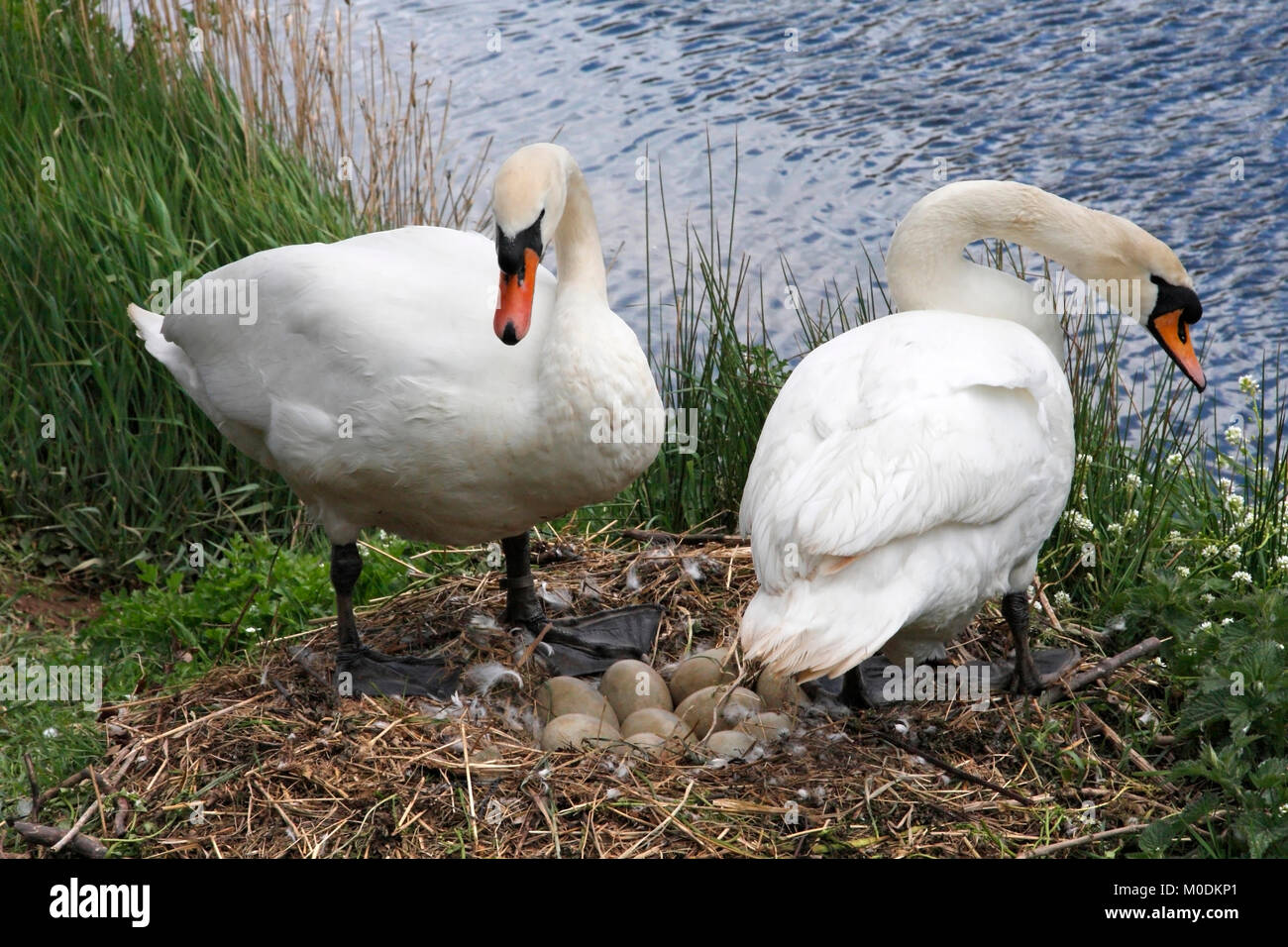 MUTE SWANS Cygnus olor nesting, cob (left) prepares to cover the eggs while the pen (right) takes a break from incubation, Berwickshire, Scotland, UK. Stock Photo