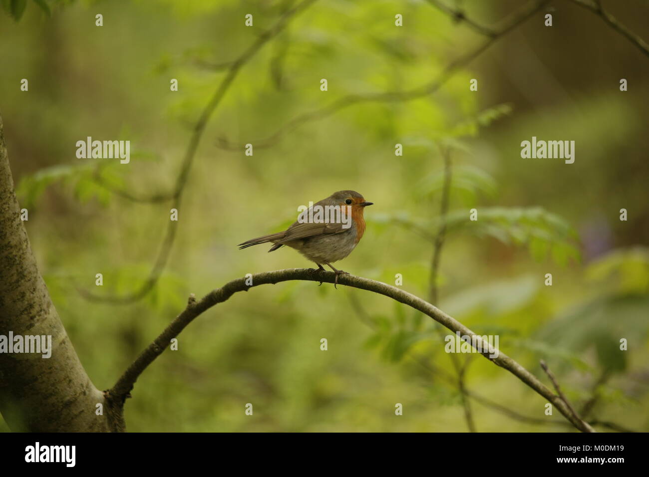 Robin Redbreast a welcome winterbird Stock Photo