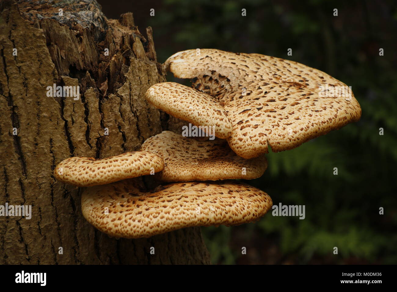 Polyporus fungus on a tree trunk Stock Photo Alamy