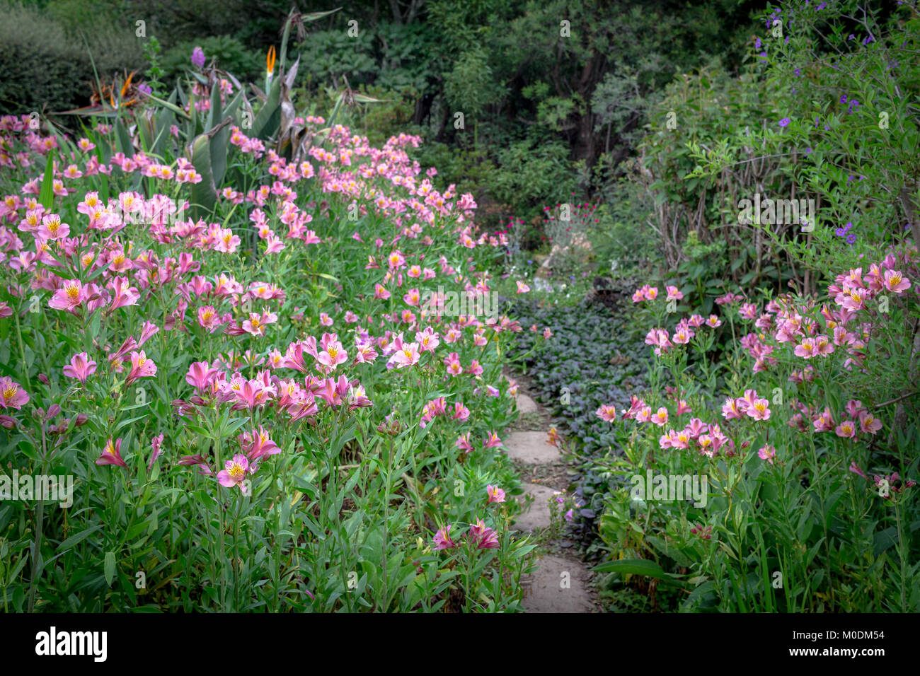 Pink flowers next to pathway in lush green garden Stock Photo - Alamy