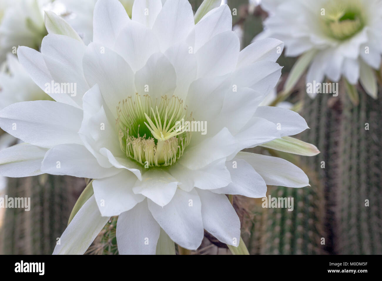 White cactus flower closeup Night blooming Cereus cactus Nature