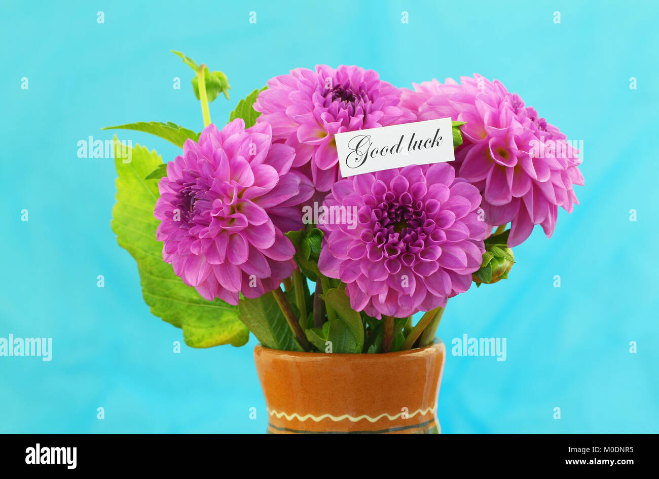 Good luck card with pink dahlia flowers on vivid blue background Stock Photo Alamy