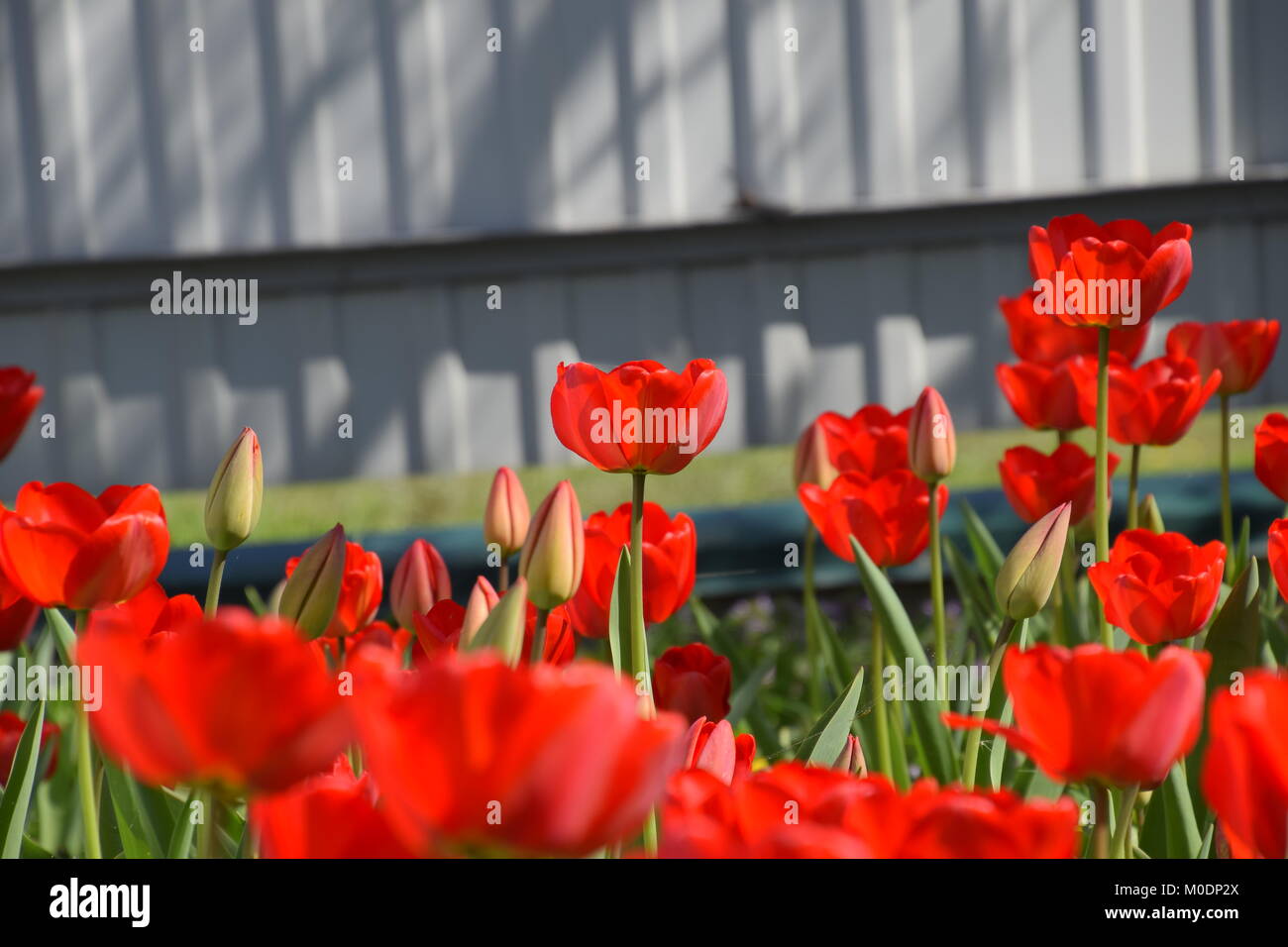 Red tulips bloom in the flowerbed. Flowering of tulips Stock Photo - Alamy