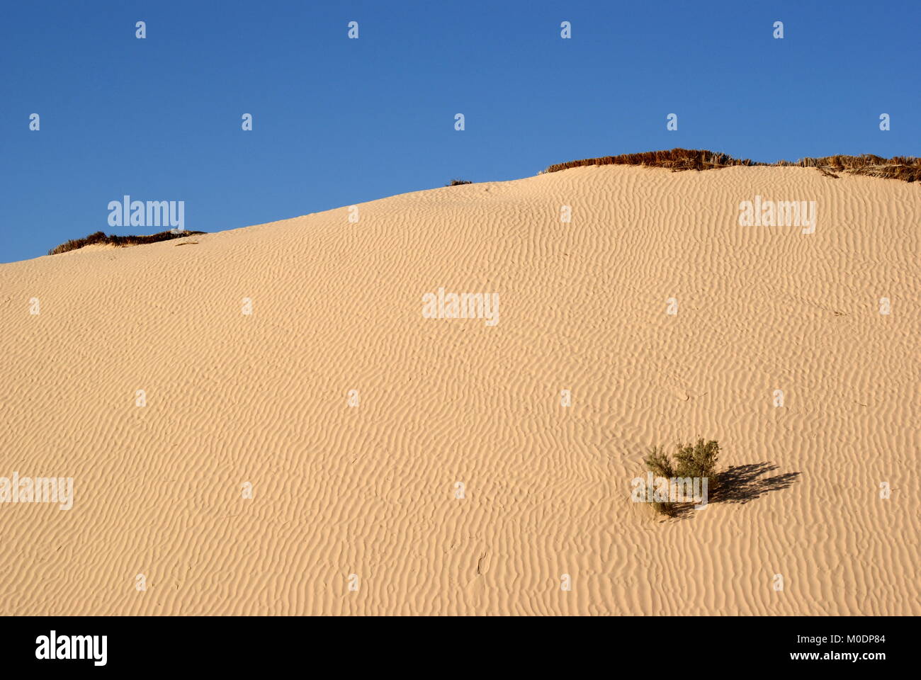 Sand dunes near Douz, Sahara desert, Kebili district, Tunisia Stock Photo