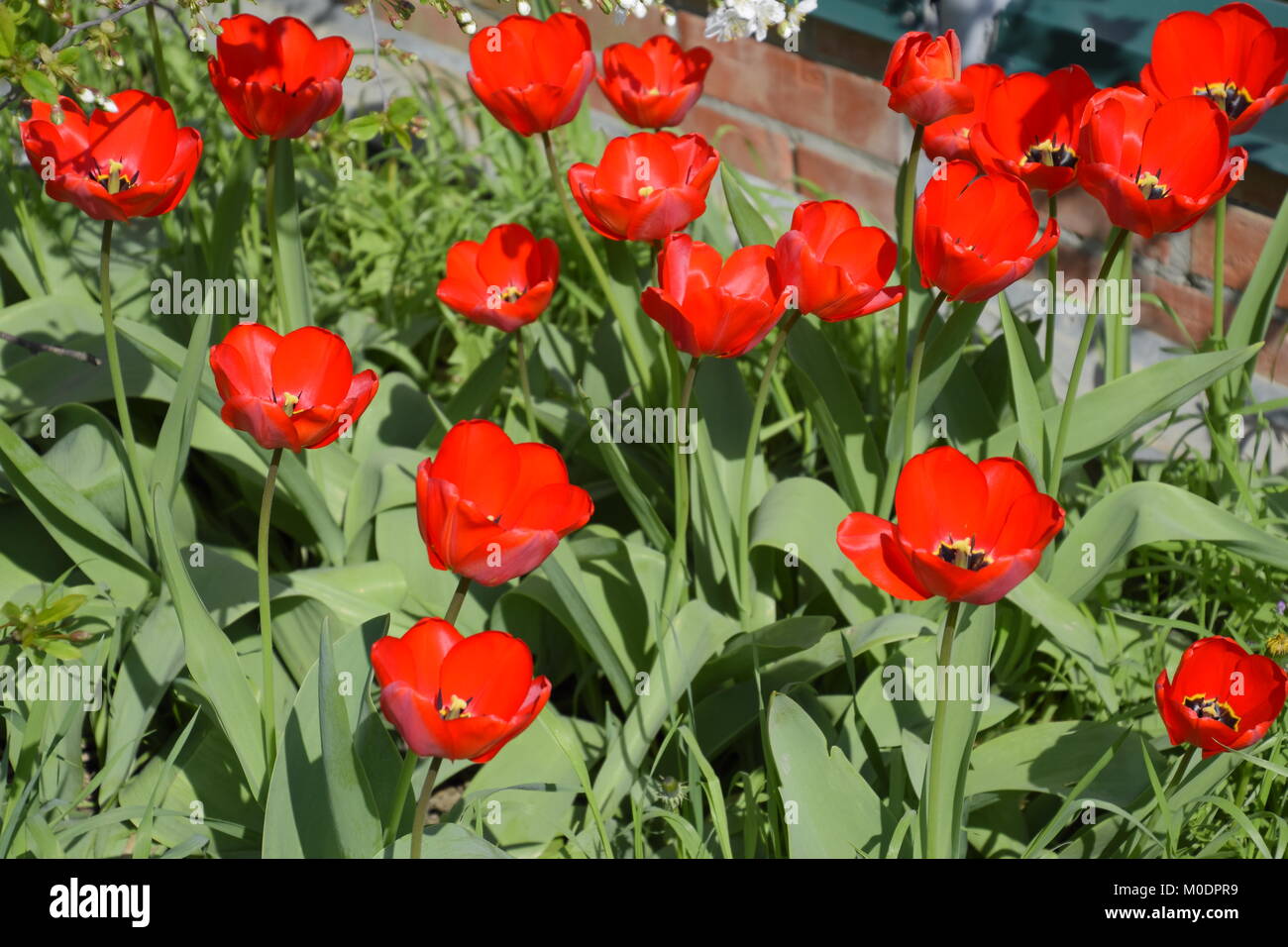 Red tulips bloom in the flowerbed. Flowering of tulips Stock Photo - Alamy