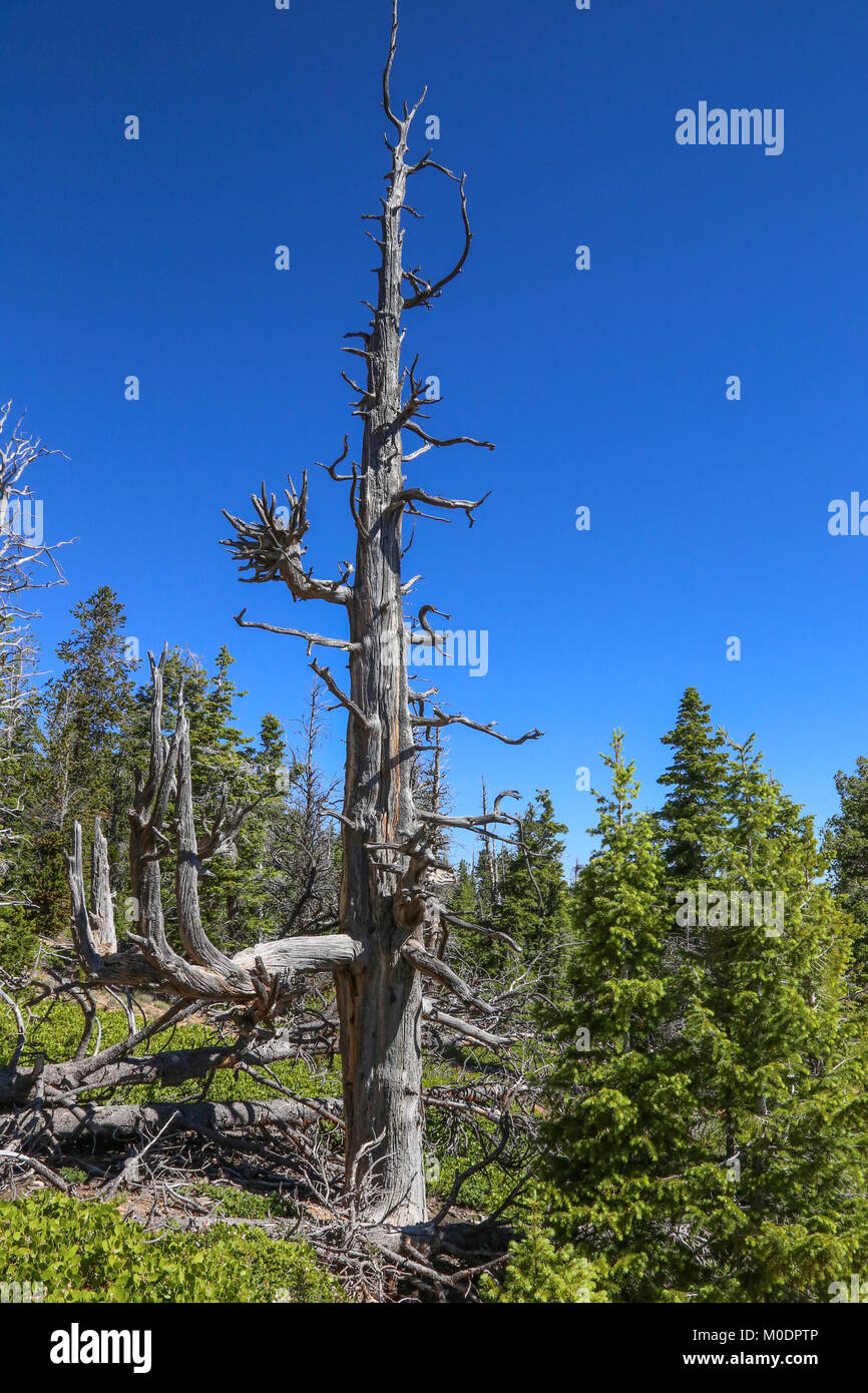 Bristlecone Pines AtopRainbow Point, Bristlecone Loop Trail, Bryce National Park, Kanab, UT Stock Photo