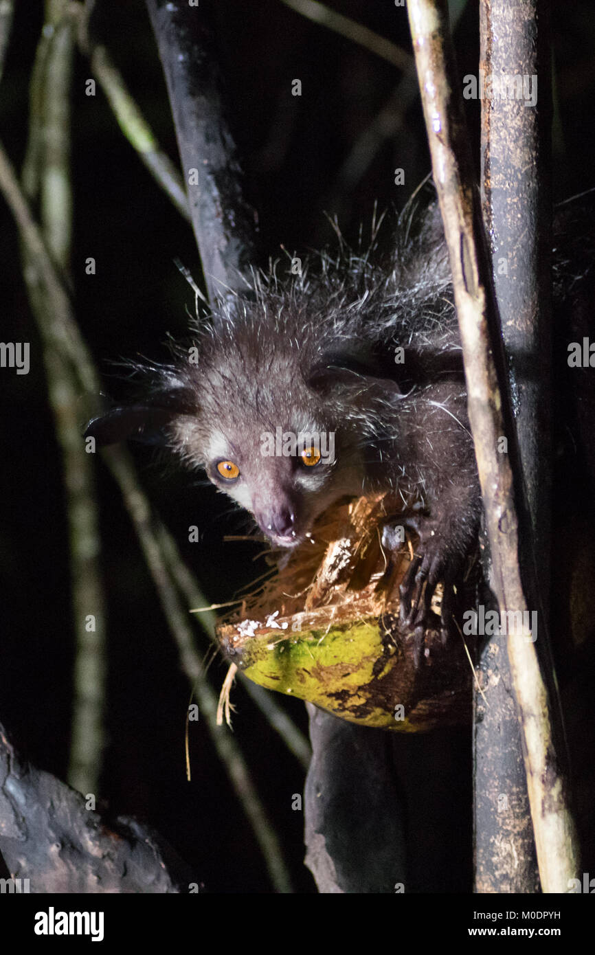 An Aye Aye feeding on a coconut in the Madagascan rainforest Stock Photo