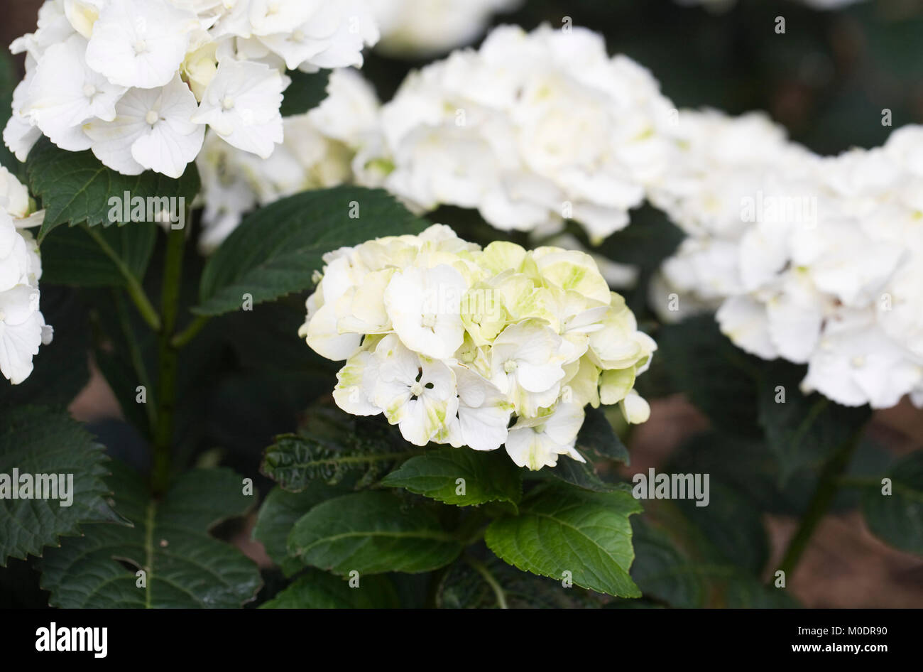 Hydrangea 'Nymphe' flowers. Stock Photo