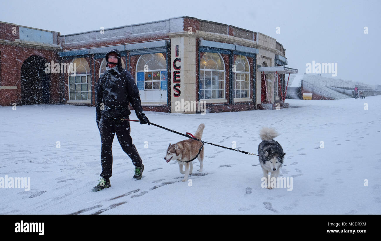A man walks with his dogs in heavy snow at Whitley Bay beach, as people across the country are braced for more snow after the UK froze on the coldest night in nearly two years. Stock Photo