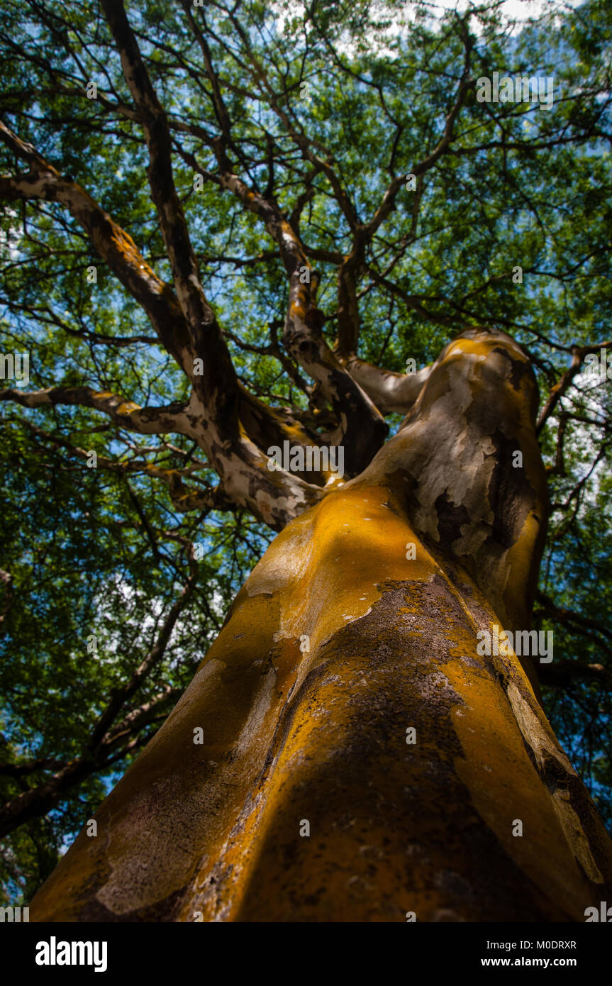 Singapore tree park hires stock photography and images Alamy