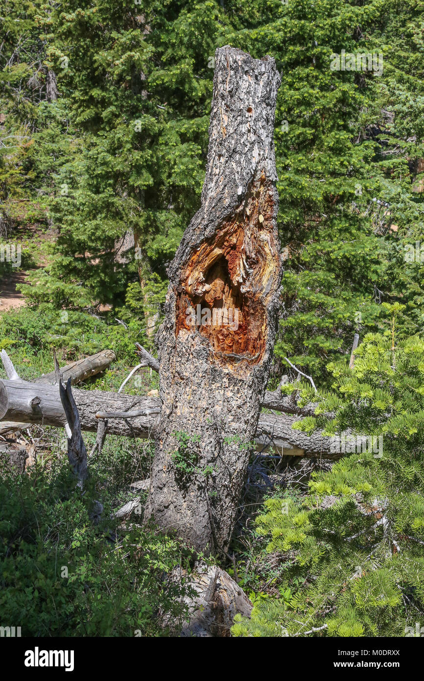 Rotting stump by the Bristlecone Loop Trail, Bryce National Park, Kanab, UT Stock Photo