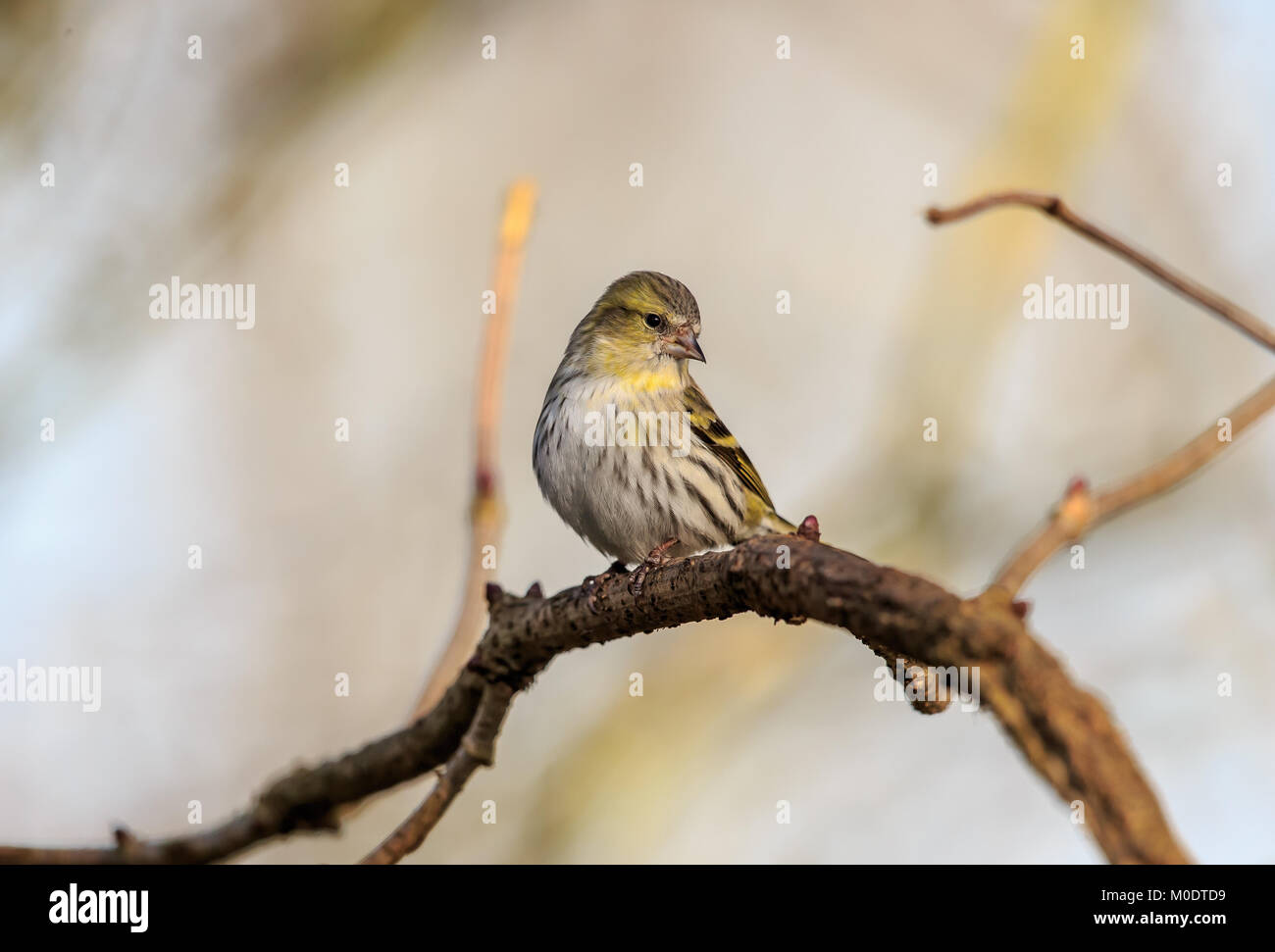 The Eurasian siskin is a small passerine bird in the finch family Fringillidae. It is also called the European siskin, common siskin or just siskin. Stock Photo